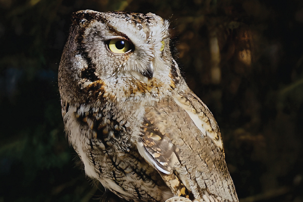 Otus Jr